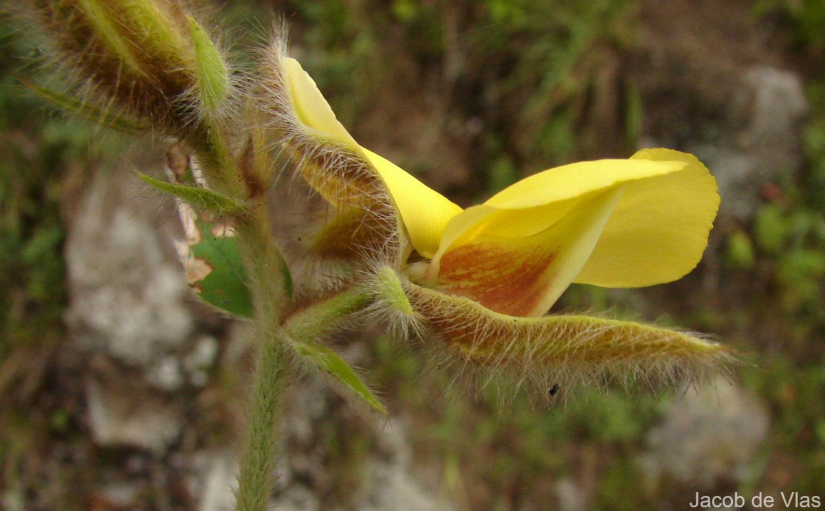 Crotalaria calycina Schrank